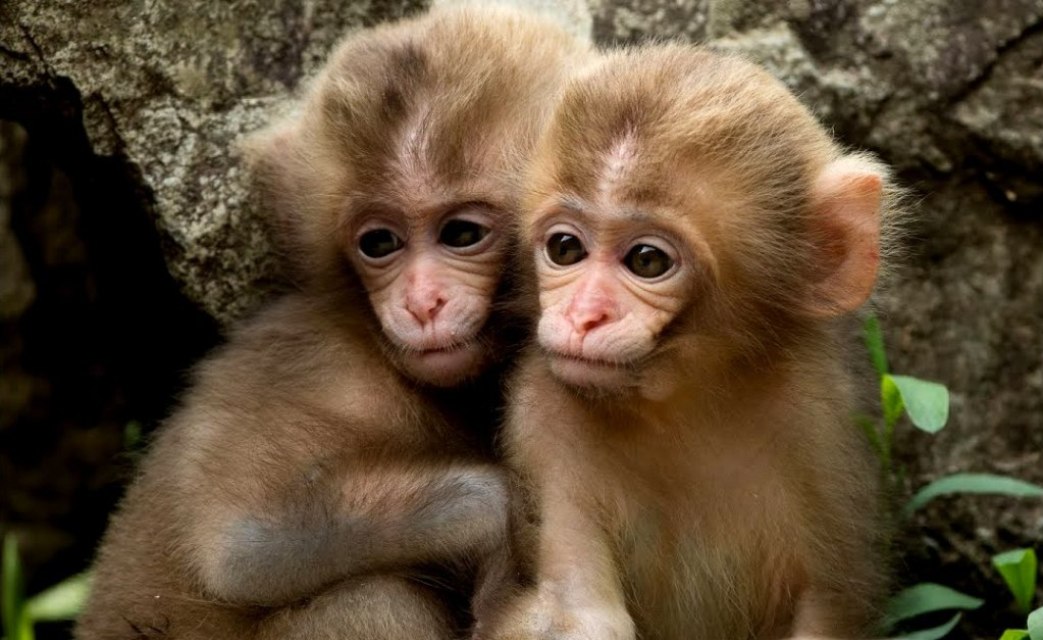 Две маленькие обезьянки