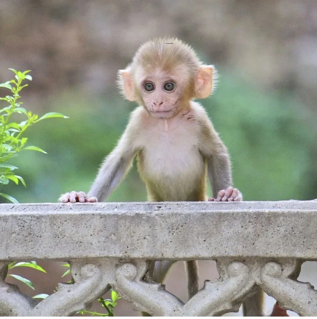 Маленькая обезьянка